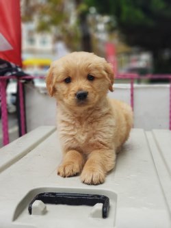 Orjinal Baby Face Golden Retriever 2