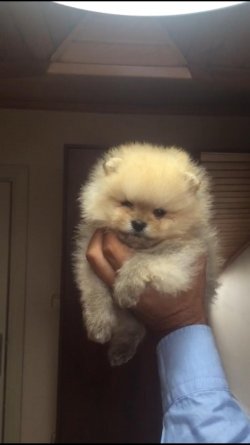 Pomerani̇an Boo 1
