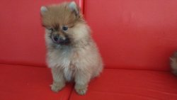 Pomerian Şipitz 1
