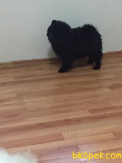 Beyaz Kızıl Siyah  Chow Chow Yavruları ( UYGUNA ) 2