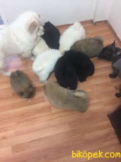 Beyaz Kızıl Siyah  Chow Chow Yavruları ( UYGUNA ) 1