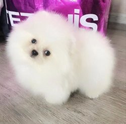 Safkan Traşlı Pomeranian Boo Yavrularimiz 1