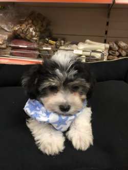Kuba Havanese Terier 2