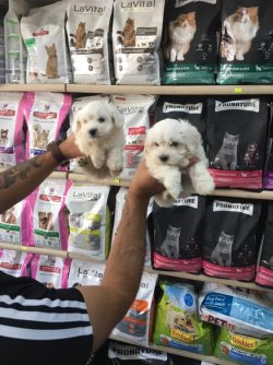MALTESE TERRİER YAVRULARI ANKARA PET SHOP TA 1