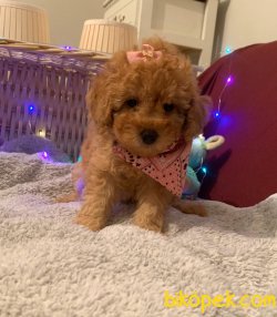TOY POODLE YAVRULAR 2