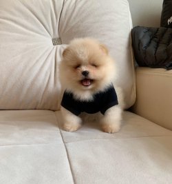 POMERANİAN BOO YAVRULARİMİZ 5