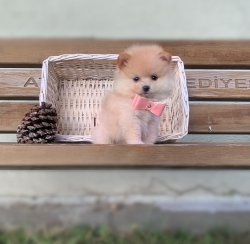 Pomeranian Boo Teddy Bear Yavrularımız 2