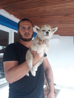 JAPON AKİTA İNU YAVRULARI 1