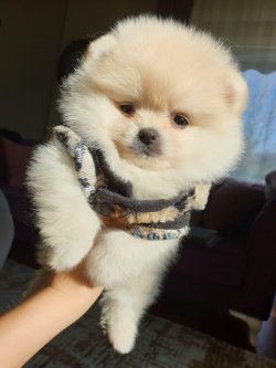 POMERANİAN BOO YAVRULAR 1
