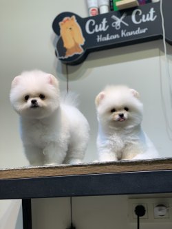 Teddy Face Pomeranian Boo Yavrularimiz 1