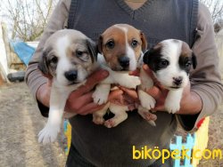 Jack Russel Terri̇er Di̇şi̇ Erkek Yavrularımız 1