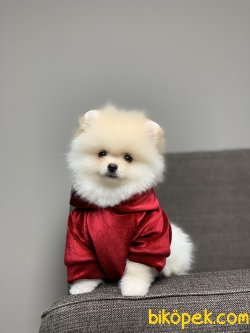 Orjinal Irk Garantili Pomeranian Boo Yavrularımız Secereli 2