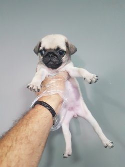 Pug 1
