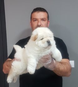 Chow Chow 3