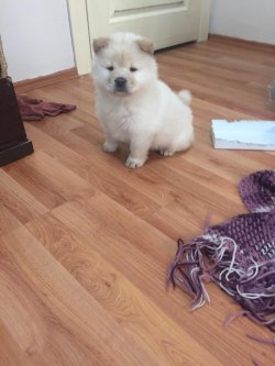 Satılık Safkan Chow Chow Çin Aslanı Yavrularımız 2
