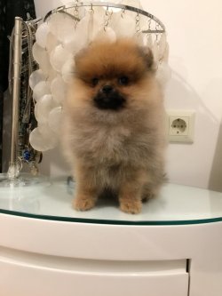 A Kalite Mükemmel Pomeranian Yavrulari 4