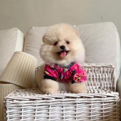 Pomeranian Boo Safkan Yavrularımız 3