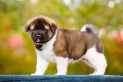Amerian Akita Yavruları 1