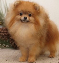 POMERANAIN BOO YAVRULARIMIZ 1