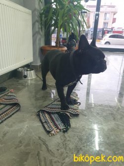 French Buldog 23 Aylık Erkek 4