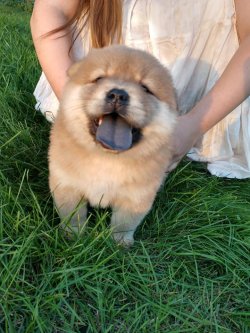 Kızıl Chow Chow Yavruları 4