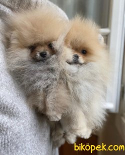 Boo Pomeranian Yavrular 1