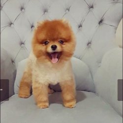 Ayı Surat Pasaportlu Pomeranian Boo Yavrular 1
