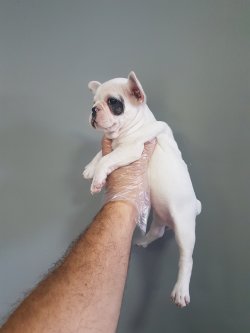 French Bulldog Yavrularımız Özel Renk 1