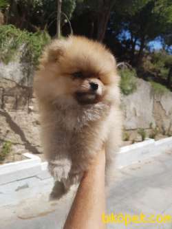 58 Günlük Erkek Pomeranian  Yavrular 1