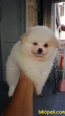 58 Günlük Erkek Pomeranian  Yavrular 3