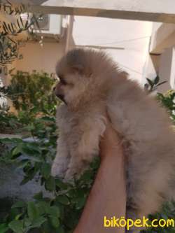 58 Günlük Erkek Pomeranian  Yavrular 4