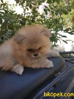 58 Günlük Erkek Pomeranian  Yavrular 2