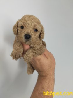 EV DOĞUMU POODLE YAVRULAR 3
