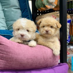 Maltipoo Teacup Yavrularımız 1
