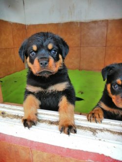 Çiftliğimizden Üst Kalite ROTTWEILER Yavrularımız 2