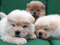 A Kali̇te Safkan Beyaz Kızıl Chow Chow Yavruları 2