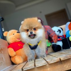 Orijinal TeddyBear Yüz Yapısına Sahip Oğlumuz 3