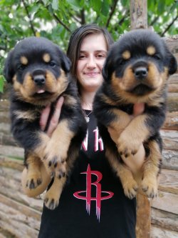Çiftliğimizden Rottweiler Yavruları 1