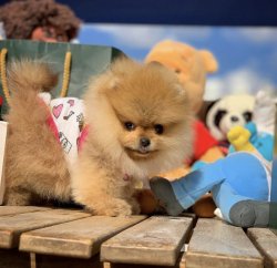 Yeni Gelen TeddyBear PomeranianBoo Yavrularımızdan 5
