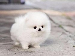 Kar Beyaz Orjinal Pomeranian Boo 1