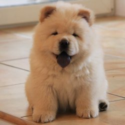 SATILIK MOR DİLLİ CHOW CHOW ÇİN ASLANI YAVRULARI 1