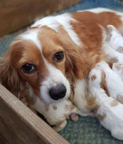 Sevimli Cavalier King Charles Yavrulari 2