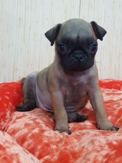 Satılık Pug Mops 1