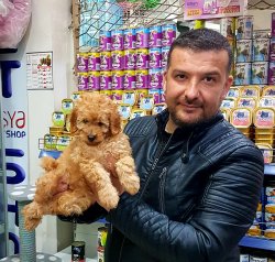 Satılık Toy Poodle Yavruları 1