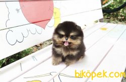 Black-Tan Boo Pomeranian Yavrular 1