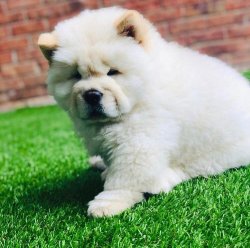 Satılık Safkan Chow Chow Yavruları 2