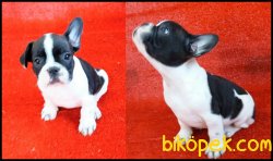FRENCH BULLDOG YAVRULAR İZMİR 1