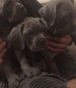 BLUE CANE CORSO YAVRULARIMIZ 3