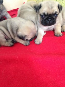 PUG MOPS YAVRULARIMIZ 4