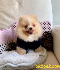 POMERANİAN BOO YAVRULAR 2
